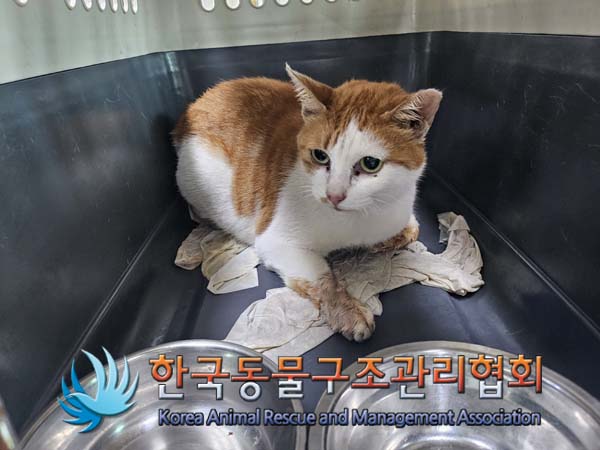 종료(안락사) 한국…